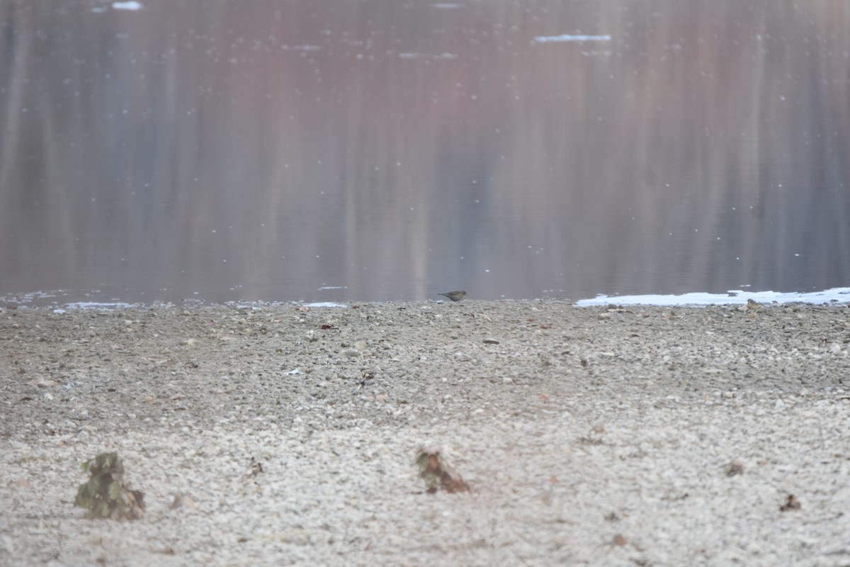 American Pipit - ML646478425