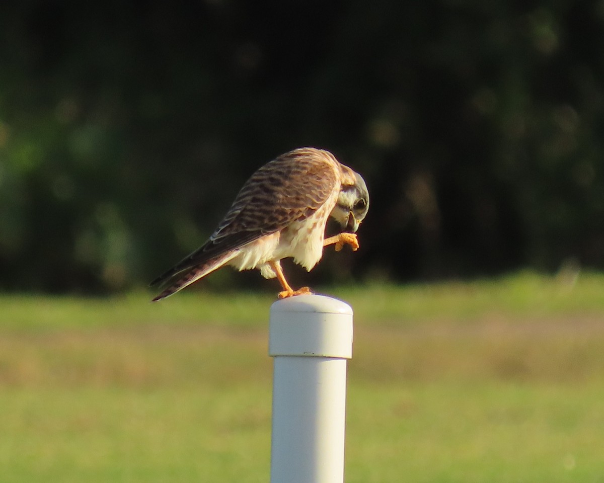 בז אמריקני - ML646478426