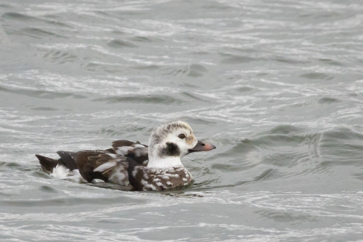Long-tailed Duck - ML646478431