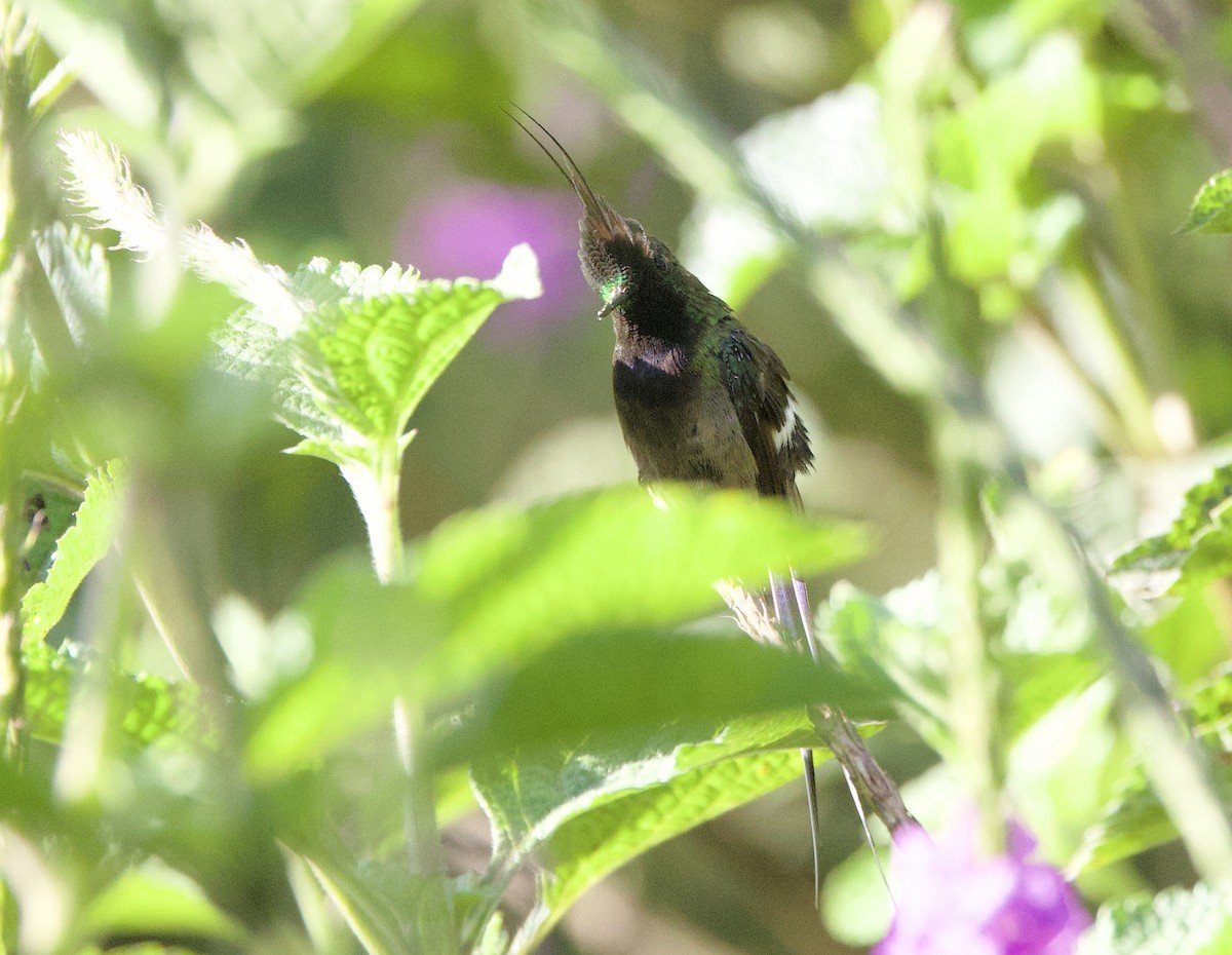 Tepeli Telkuyruk - ML646478432