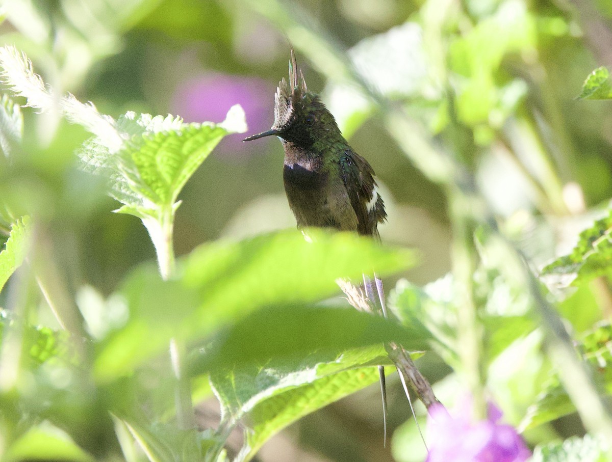 Tepeli Telkuyruk - ML646478435