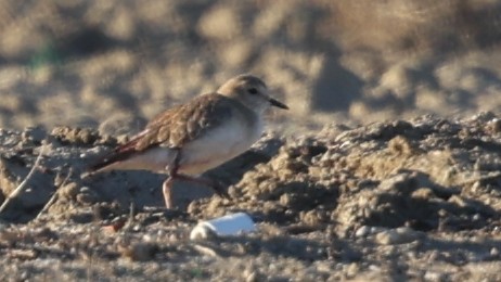 kulík pastvinný - ML646478436