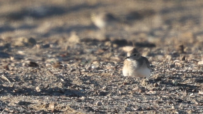 kulík pastvinný - ML646478437