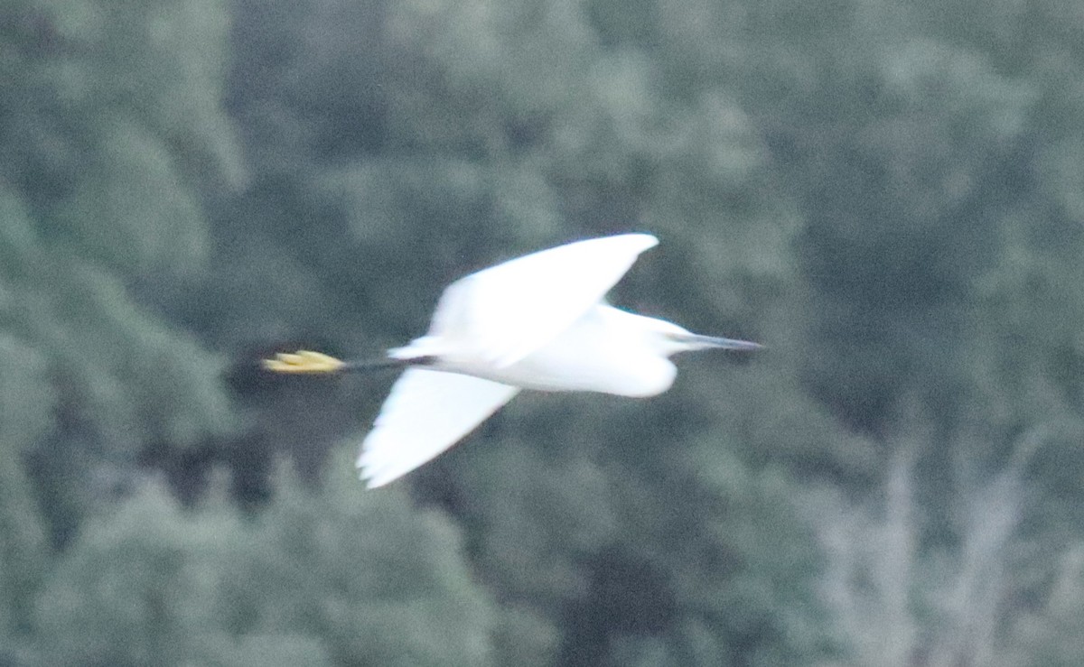 volavka stříbřitá - ML646478439