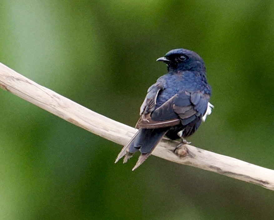 White-banded Swallow - ML646478440