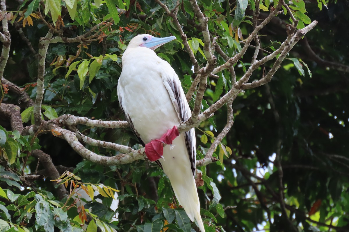סולה אדומת-רגל - ML646478441