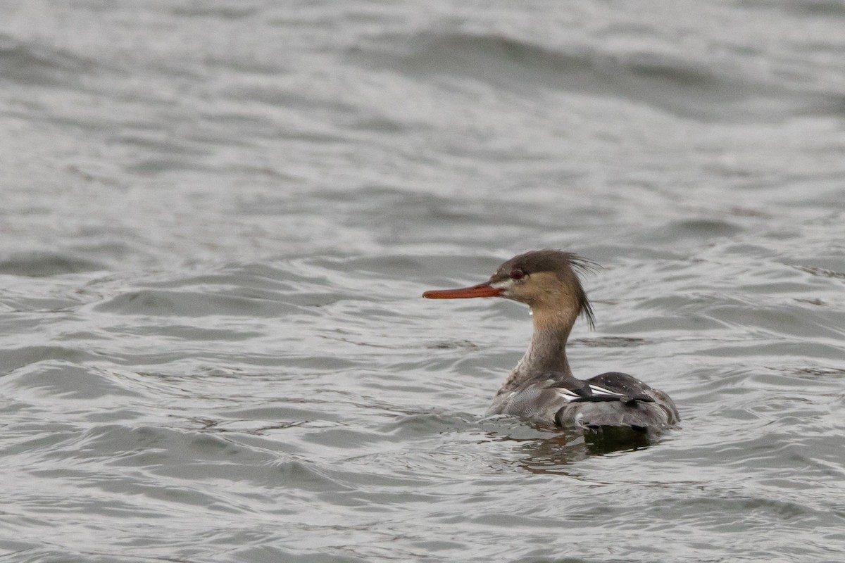 Red-breasted Merganser - ML646478445