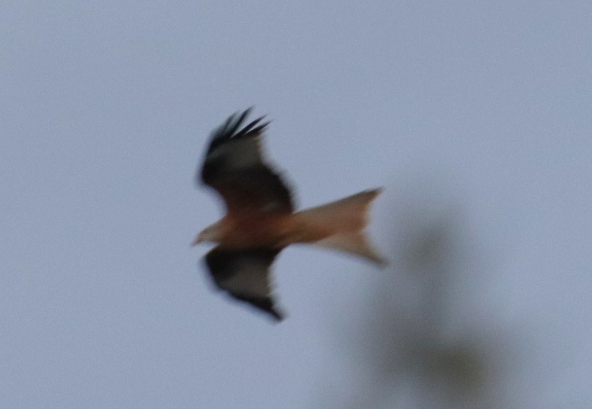 luňák červený - ML646478448