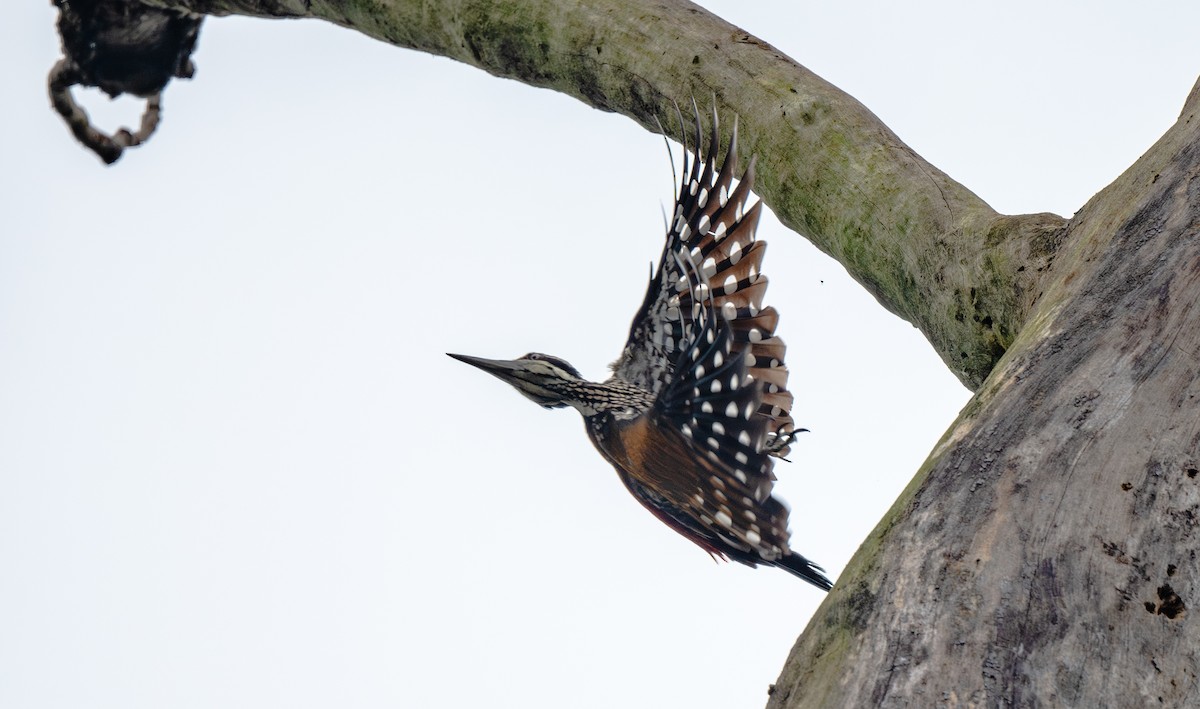 Дзьобак індокитайський - ML646478450