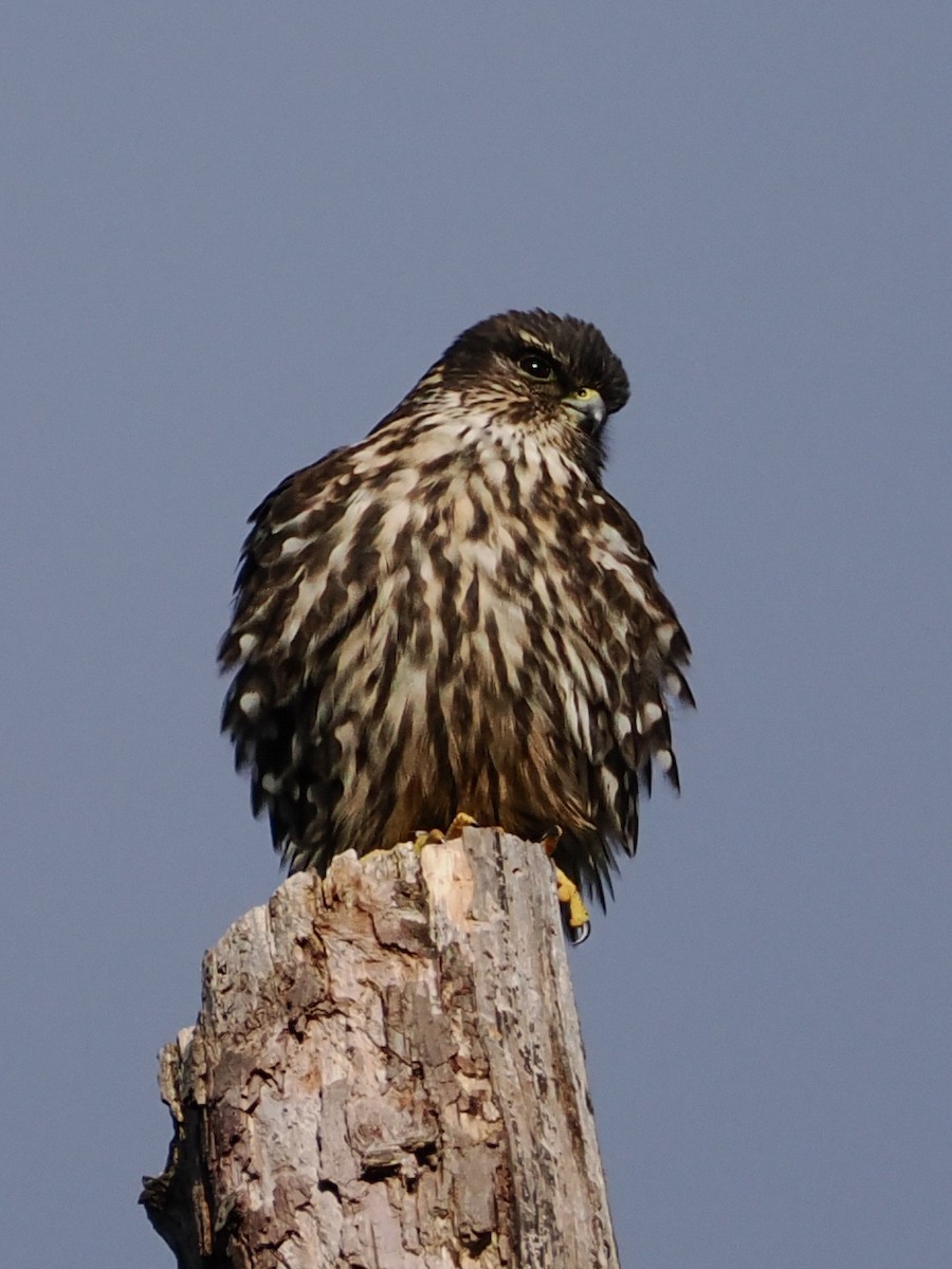 Підсоколик малий - ML646478451