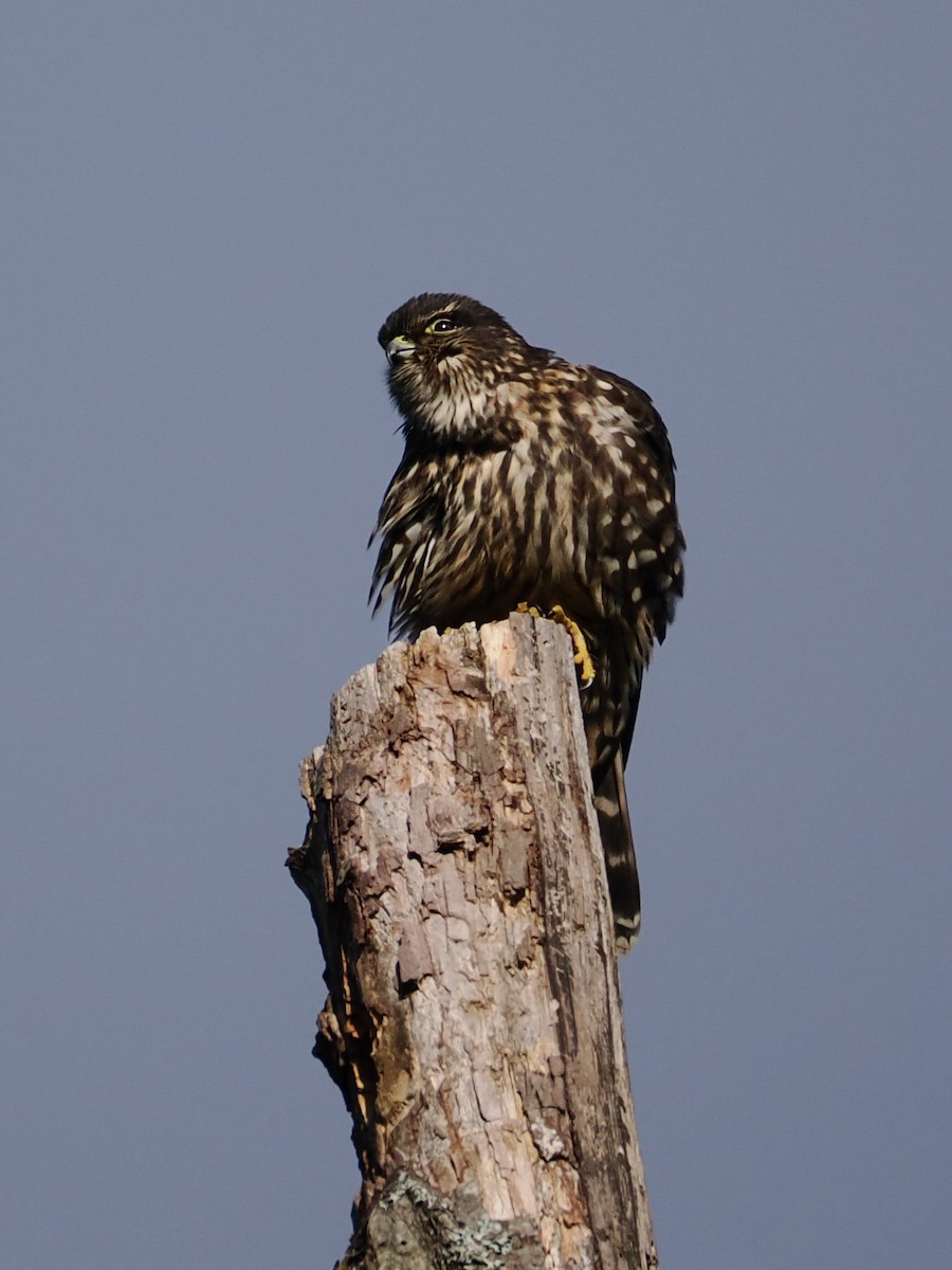 Підсоколик малий - ML646478452