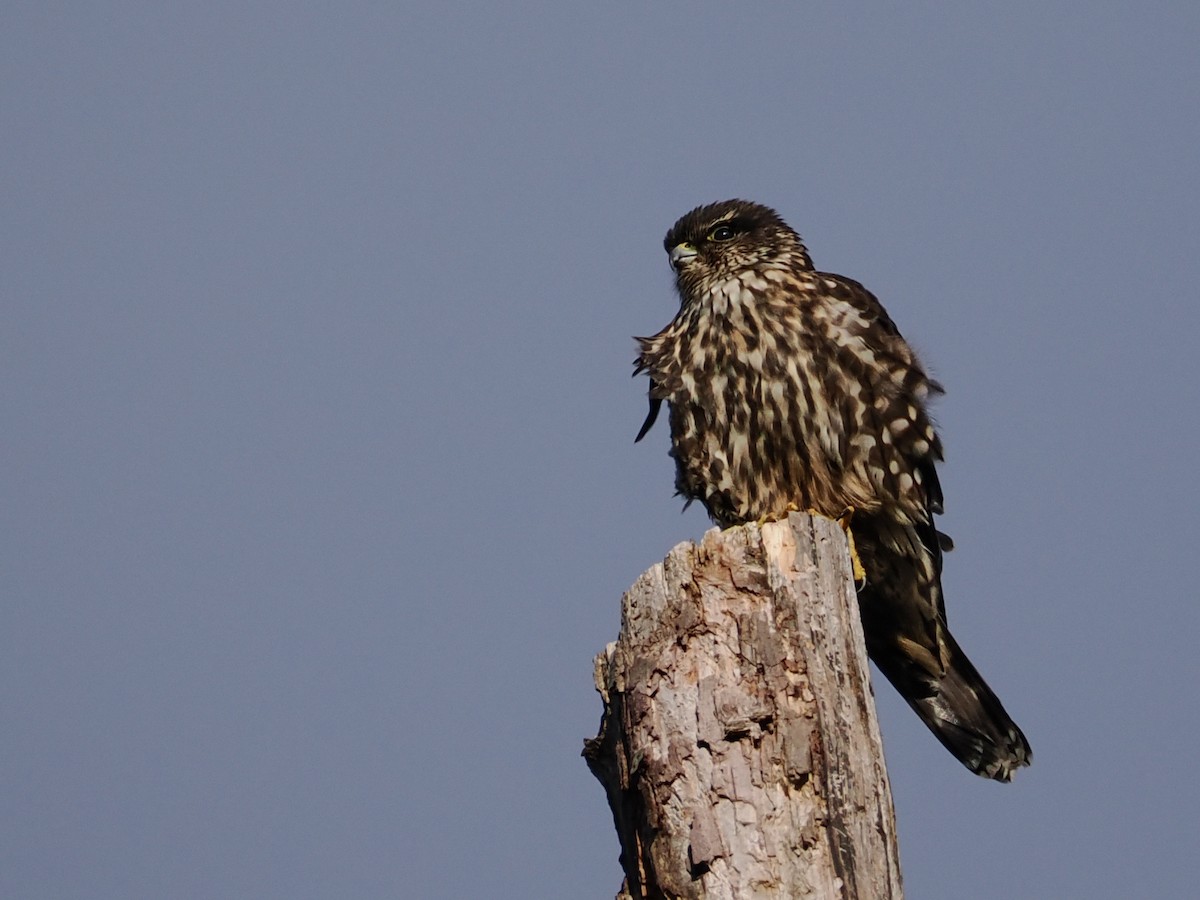 Підсоколик малий - ML646478453