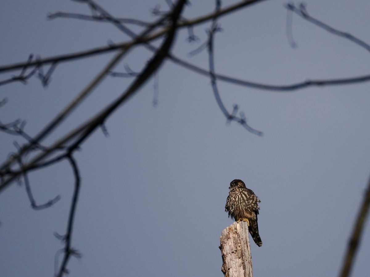 Підсоколик малий - ML646478454