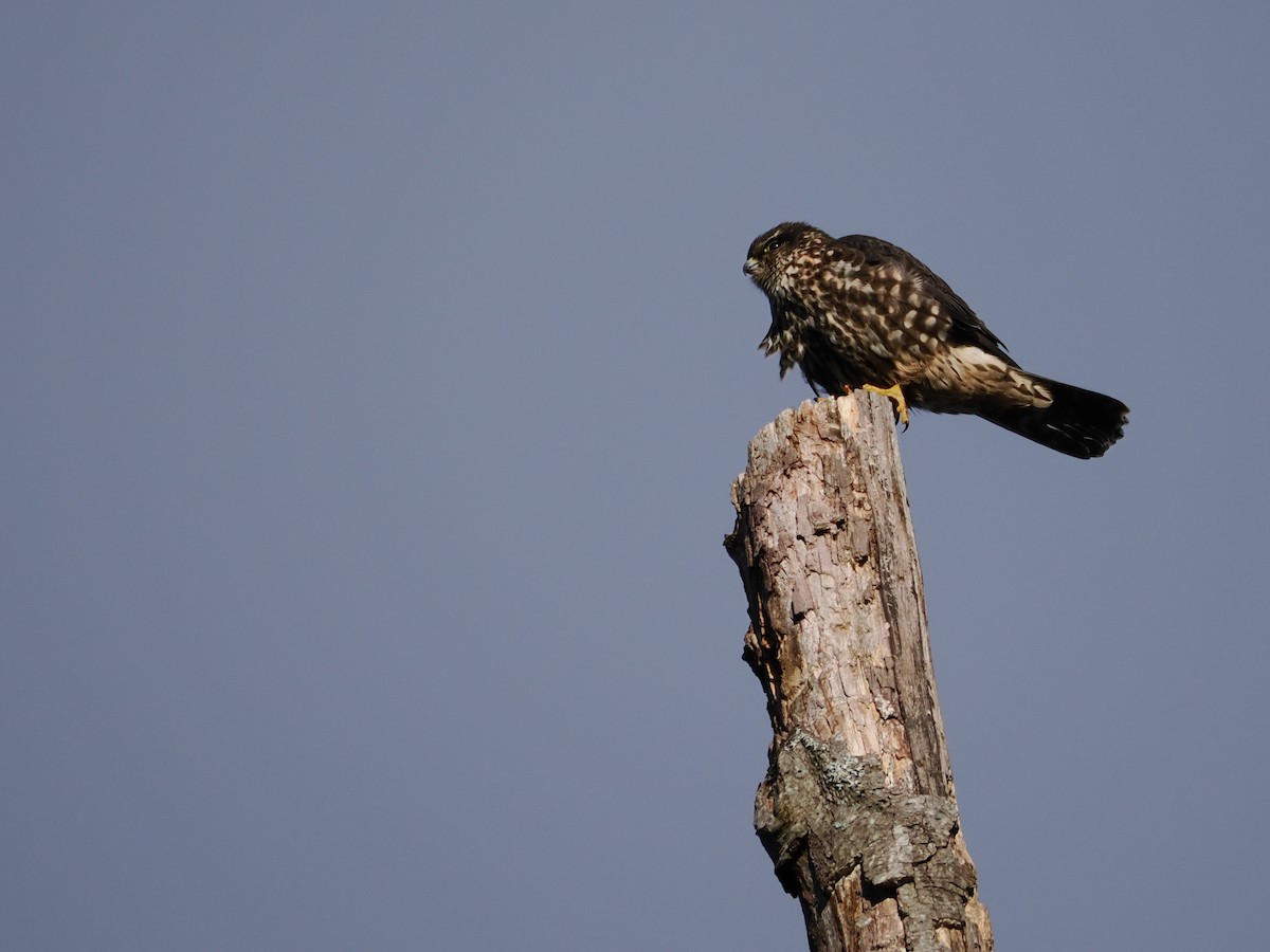 Підсоколик малий - ML646478455