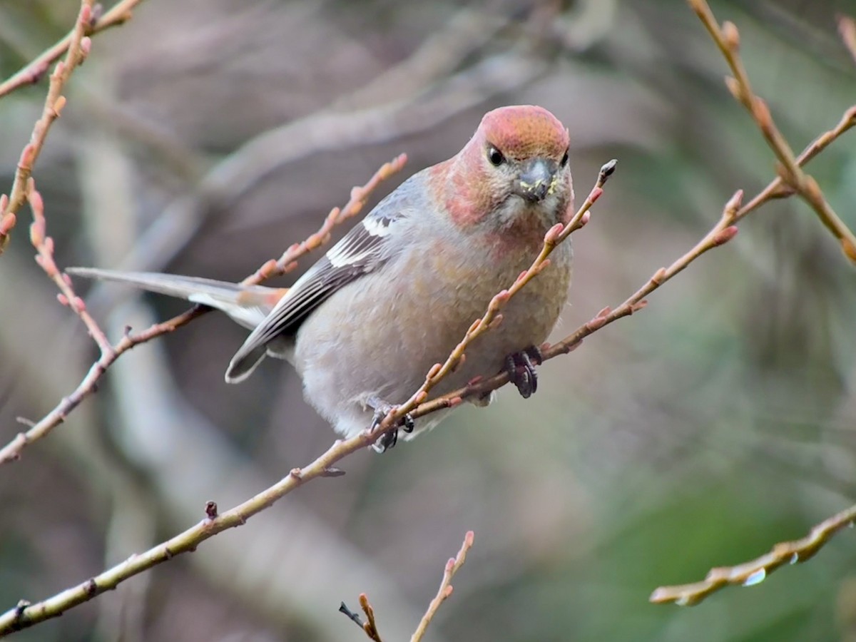 ギンザンマシコ - ML646478456