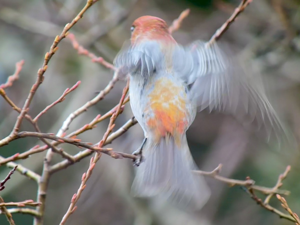 ギンザンマシコ - ML646478457