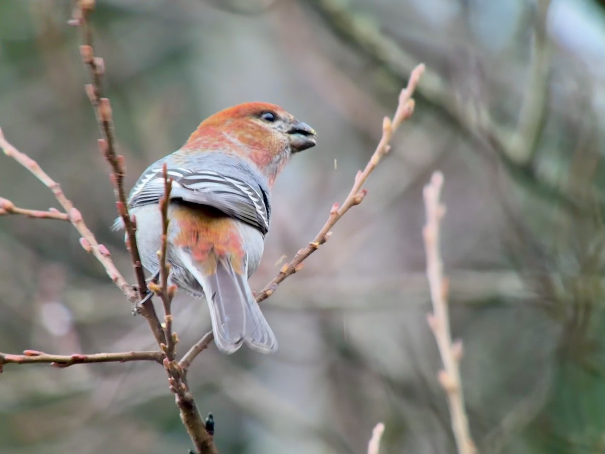 ギンザンマシコ - ML646478458