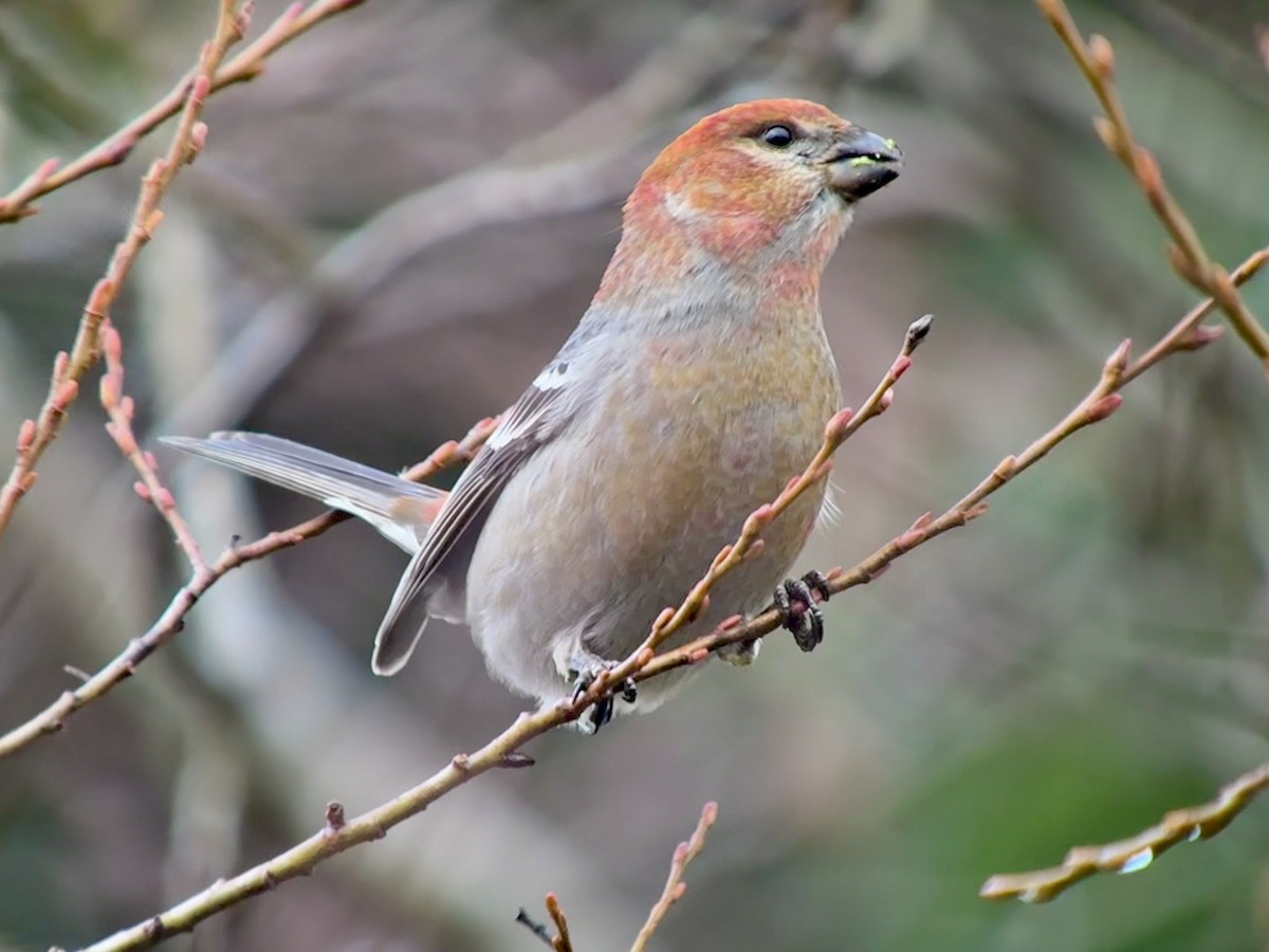 ギンザンマシコ - ML646478459