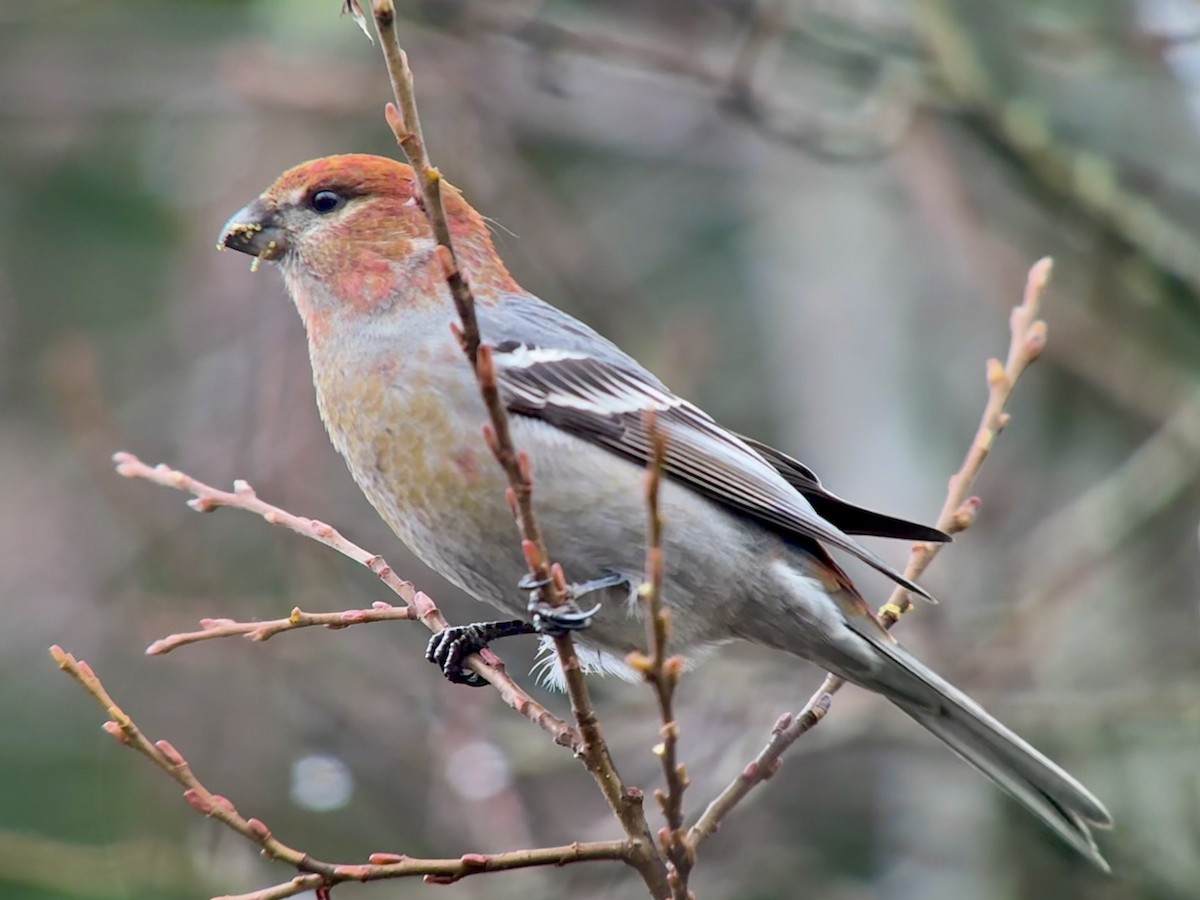 ギンザンマシコ - ML646478460