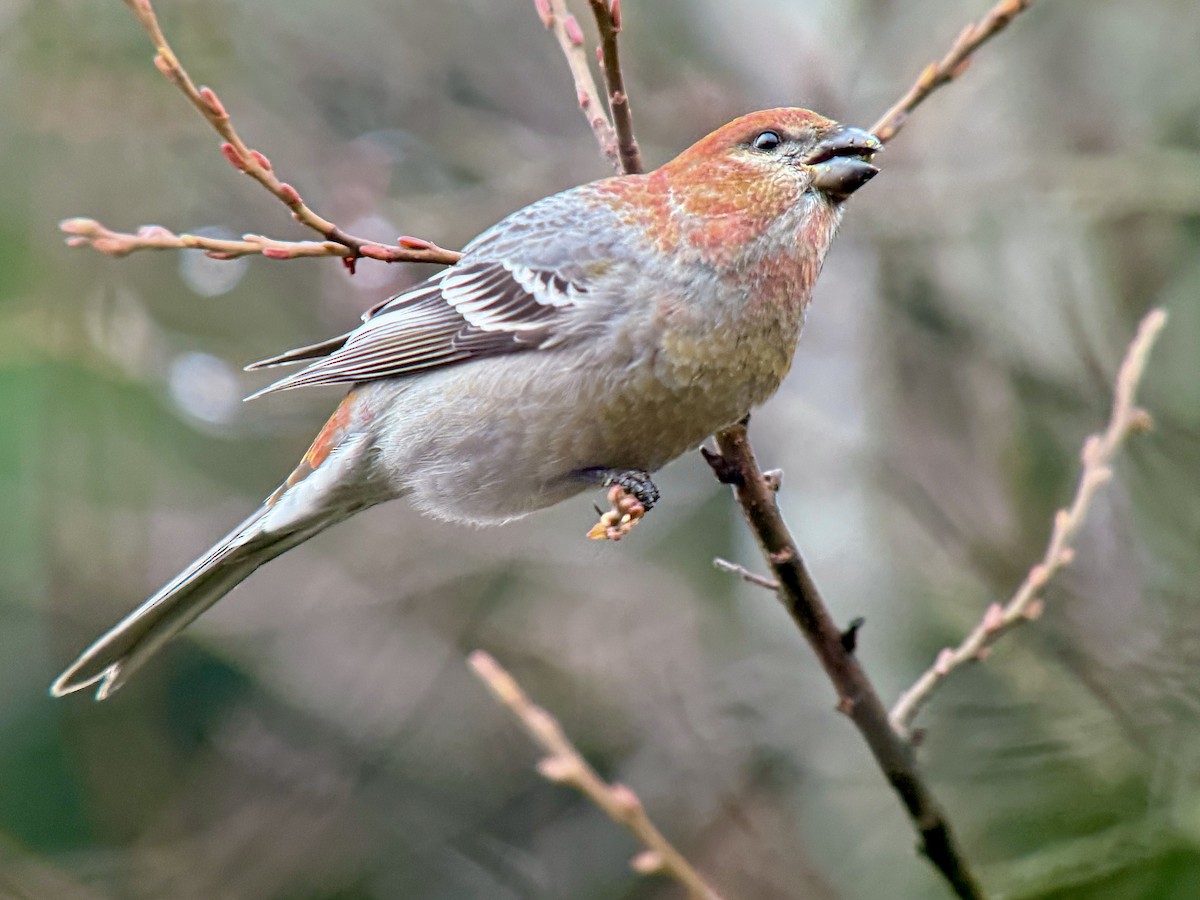 ギンザンマシコ - ML646478461