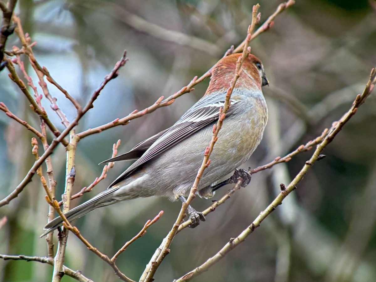 ギンザンマシコ - ML646478462