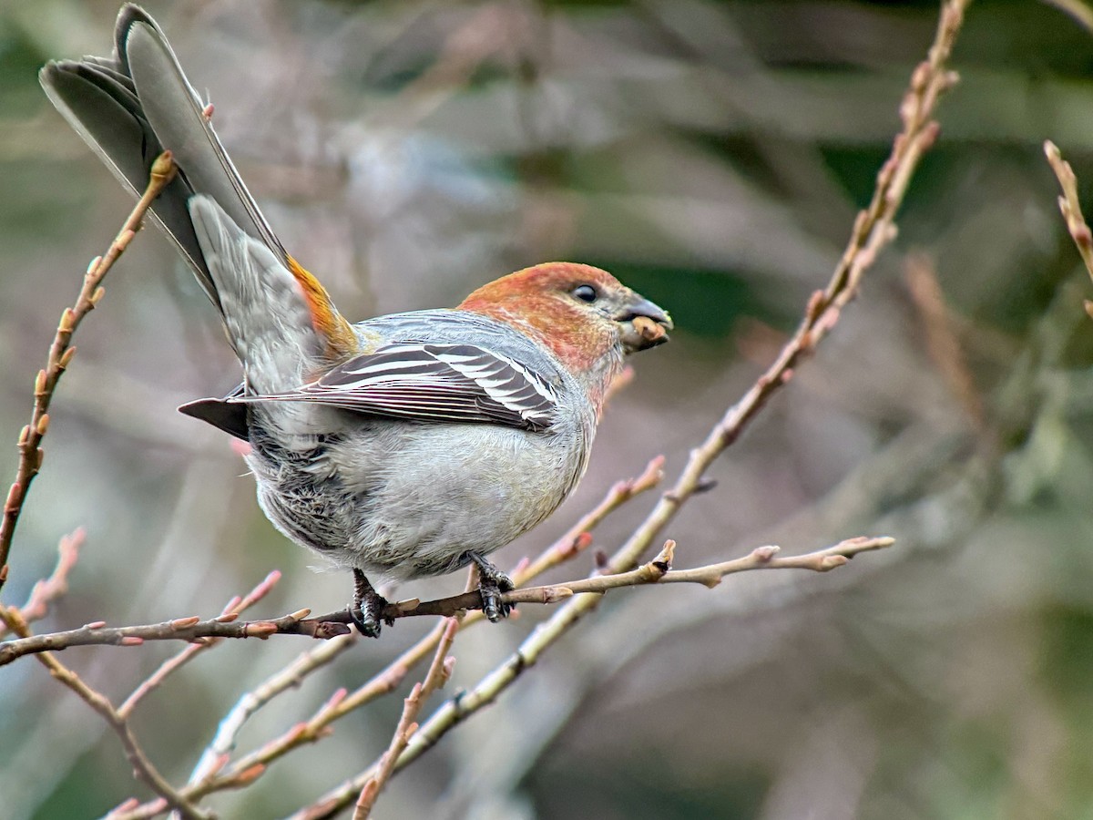 ギンザンマシコ - ML646478463