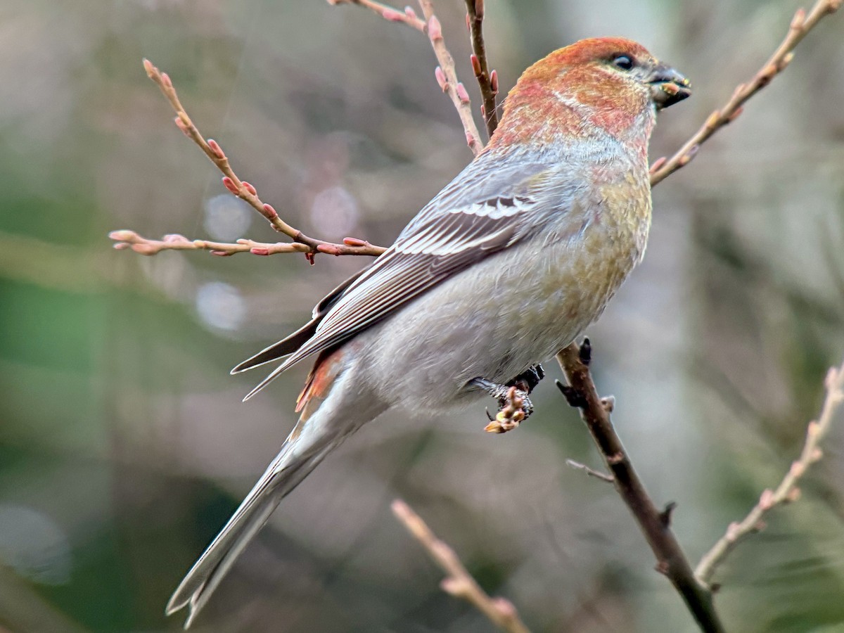 ギンザンマシコ - ML646478464