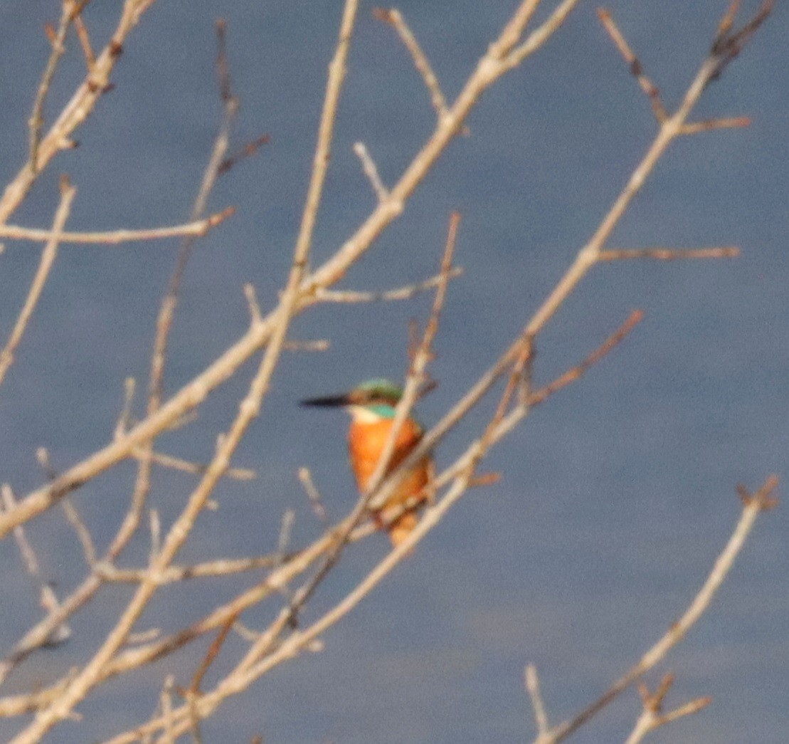 ledňáček říční - ML646478466