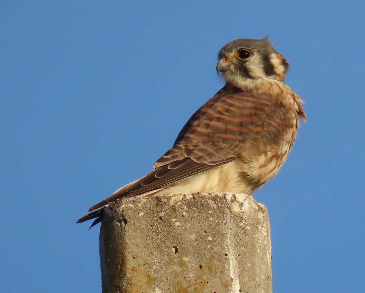 בז אמריקני - ML646478467