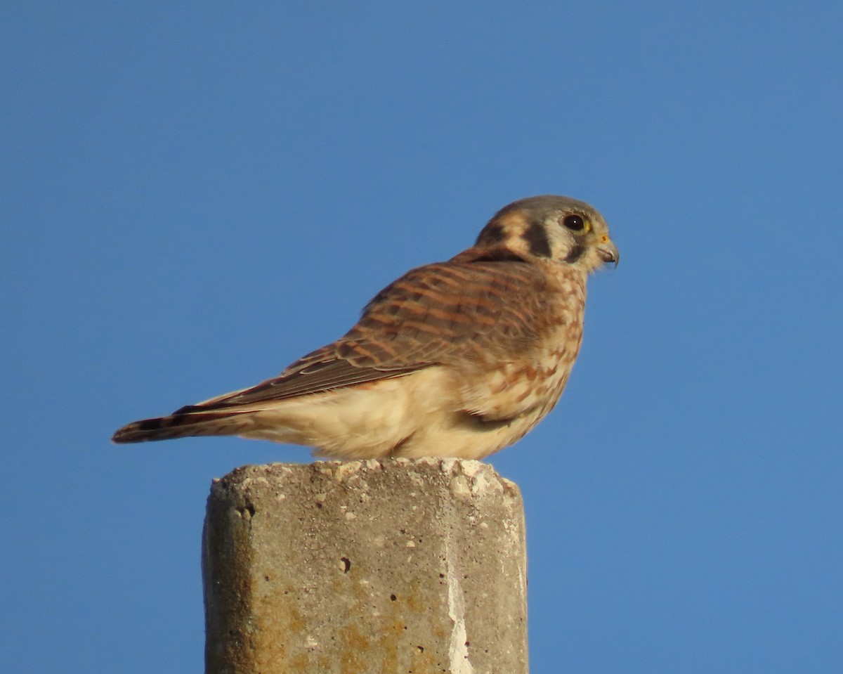 בז אמריקני - ML646478468