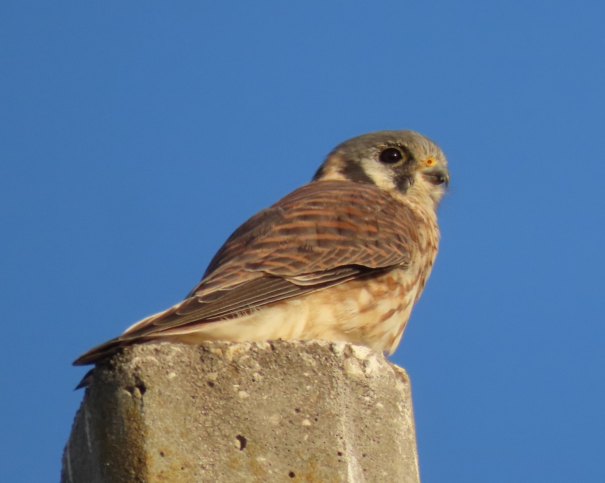 בז אמריקני - ML646478469