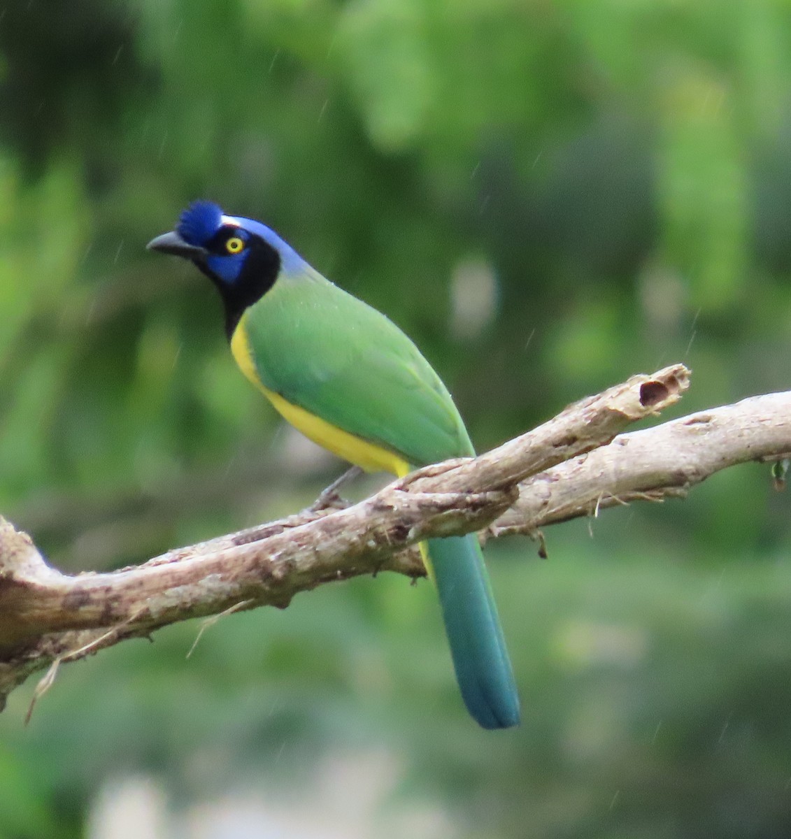 Yeşil Karga - ML646478470