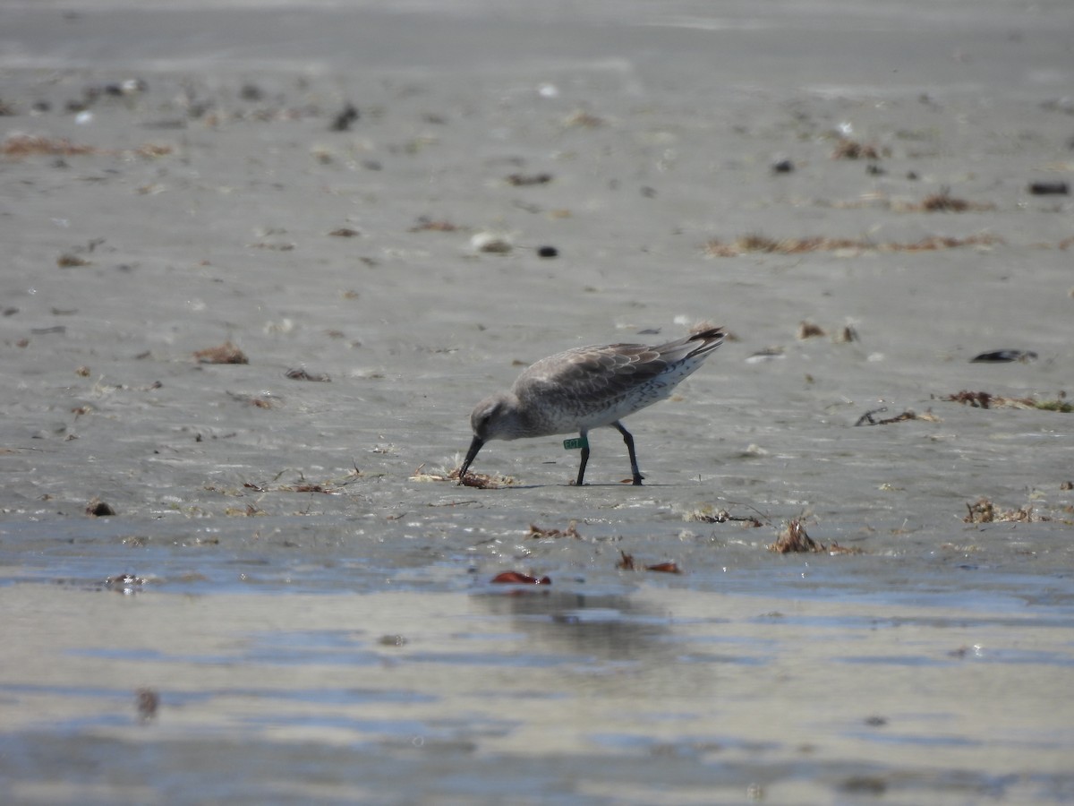 紅腹濱鷸 - ML646478471