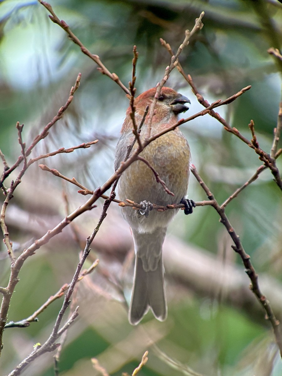 ギンザンマシコ - ML646478473