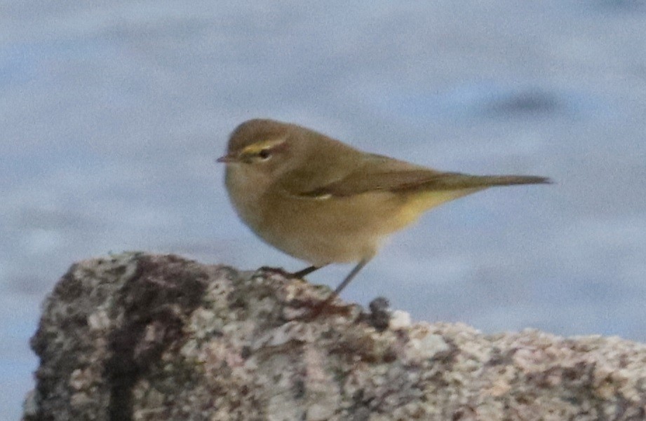 budníček menší - ML646478474