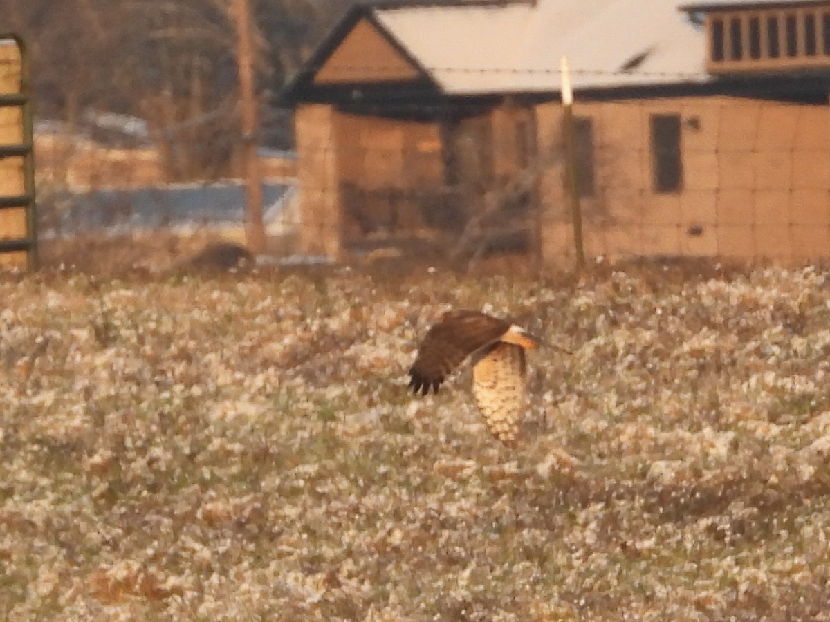 Northern Harrier - ML646478475