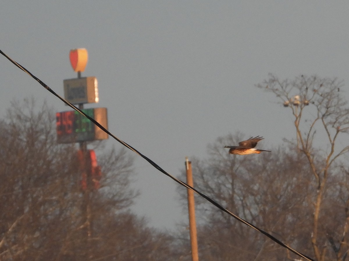 Northern Harrier - ML646478476
