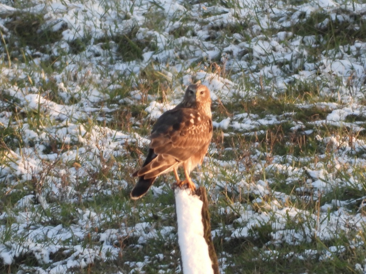 Northern Harrier - ML646478477