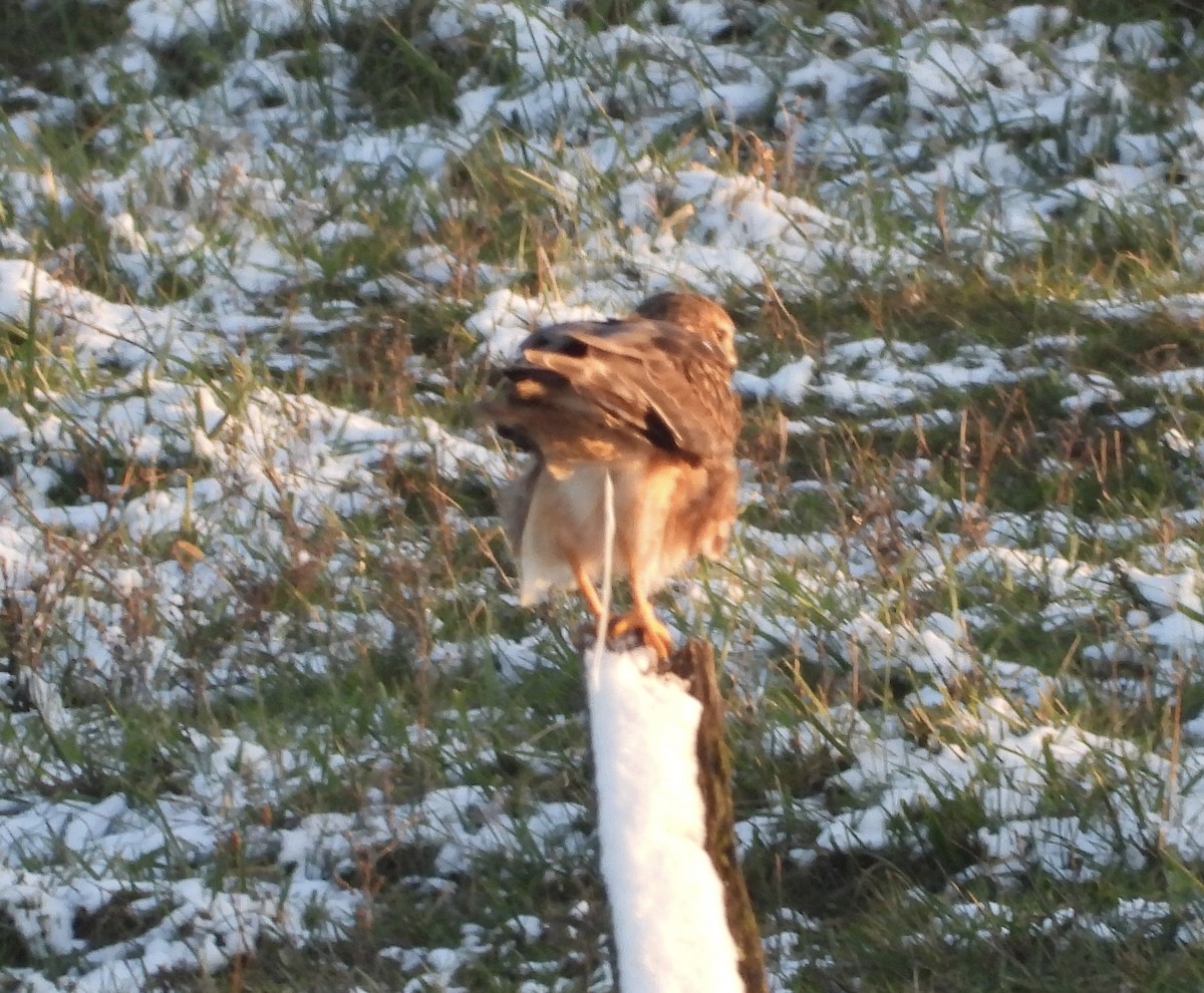 Northern Harrier - ML646478478