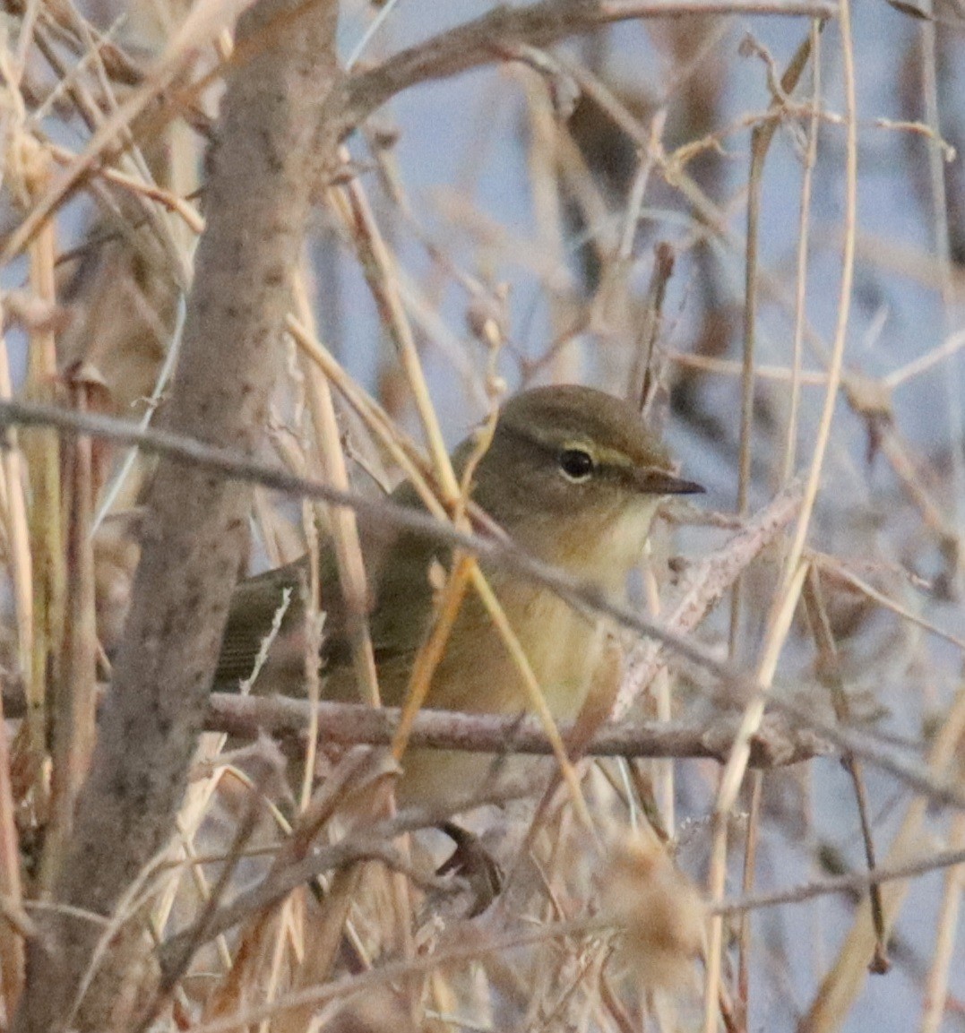 budníček menší - ML646478481