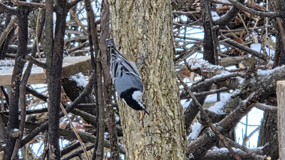 White-breasted Nuthatch - ML646478484