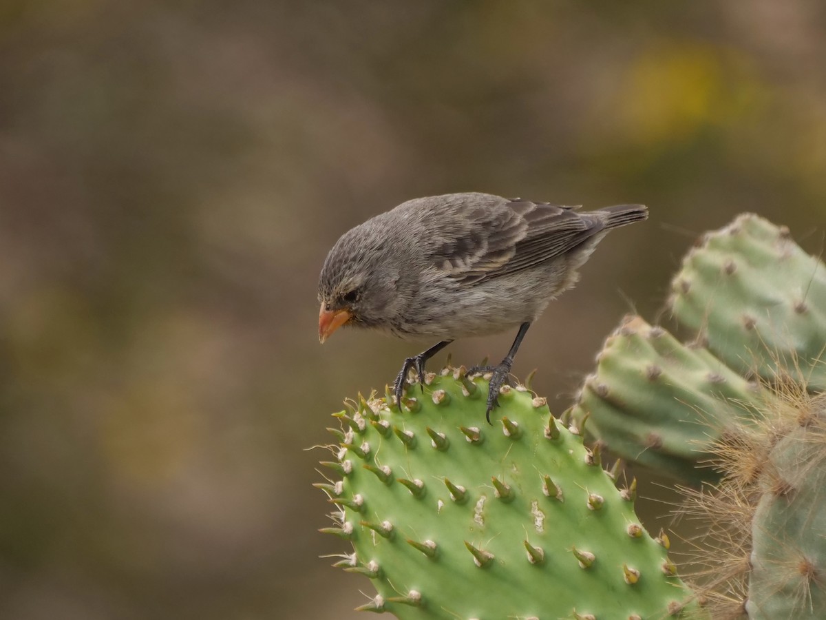 Common Cactus-Finch - ML646478485