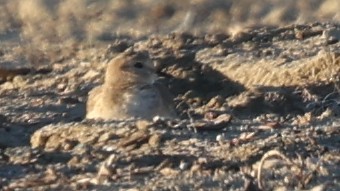 kulík pastvinný - ML646478486