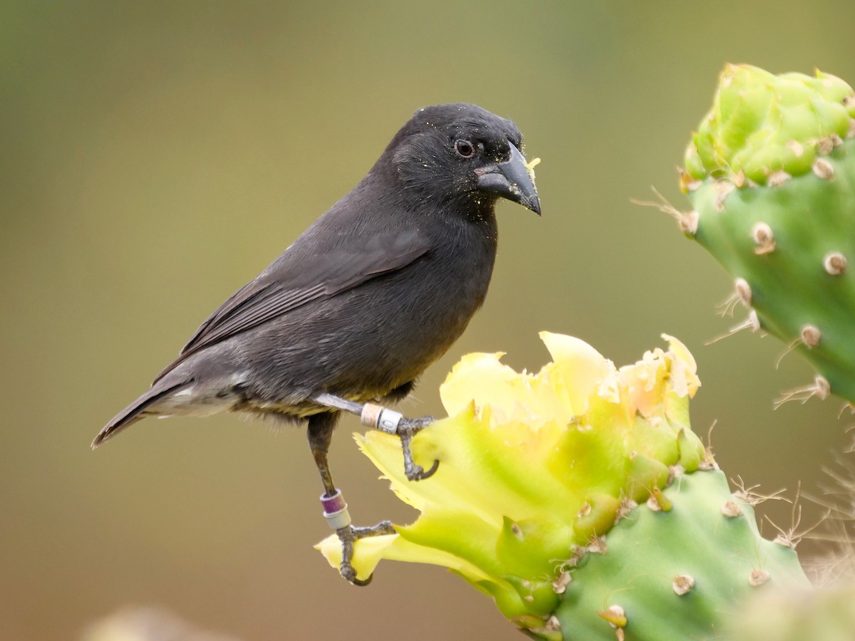 Common Cactus-Finch - ML646478488