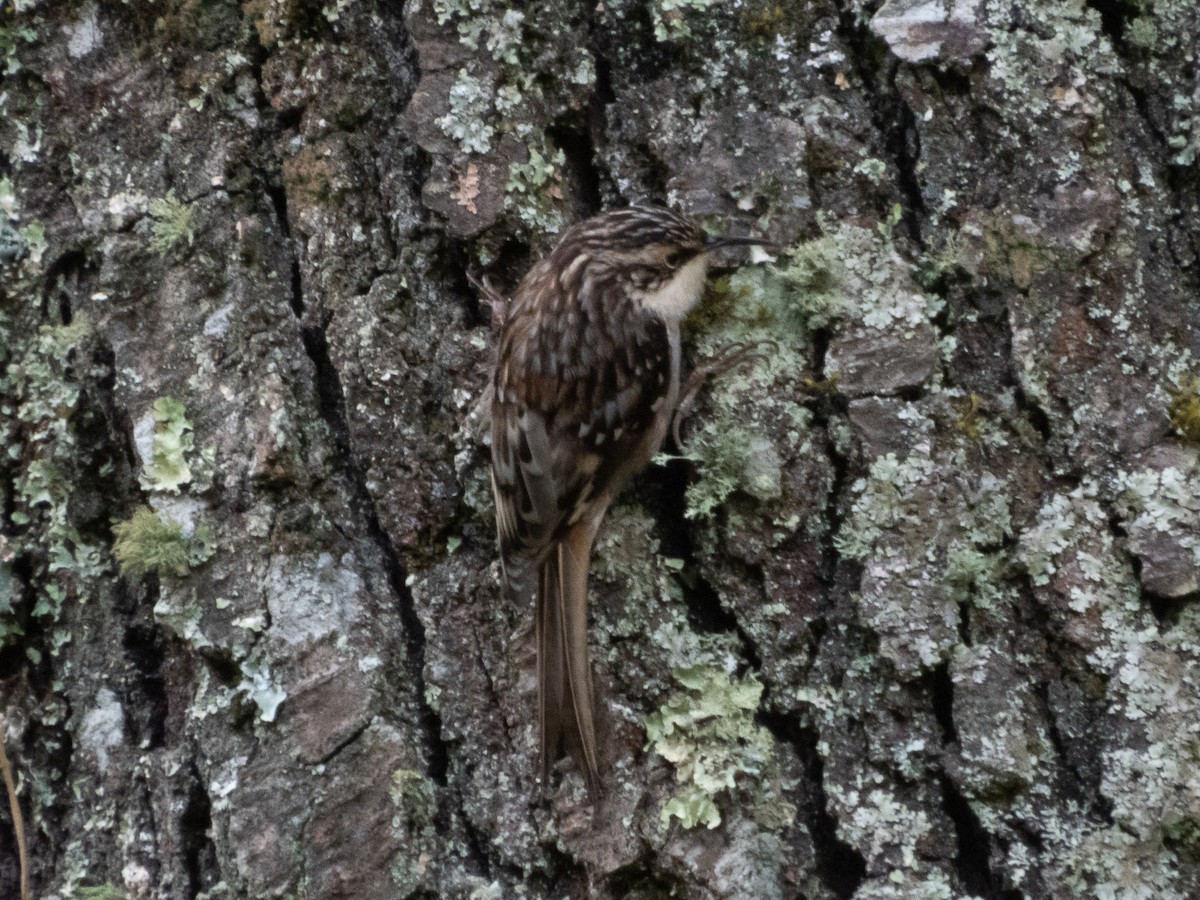 Brown Creeper - ML646478490