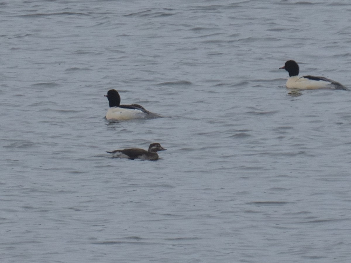 Long-tailed Duck - ML646478492