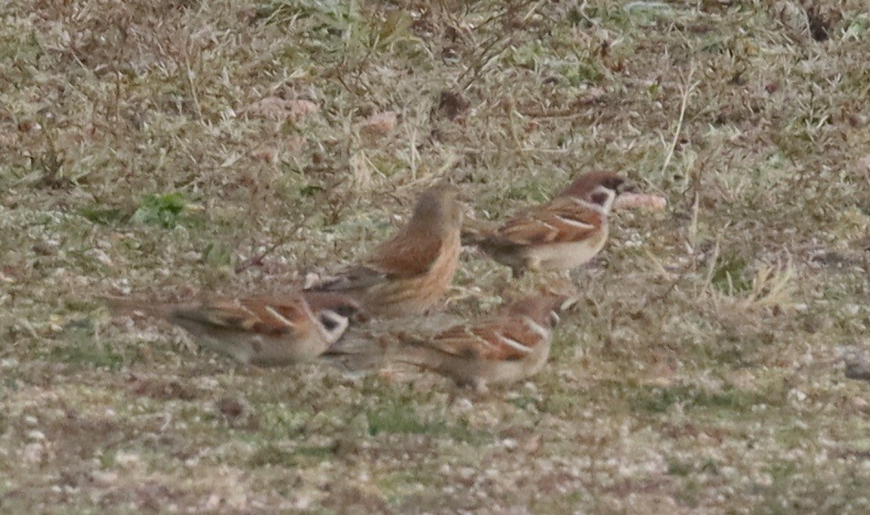 vrabec polní - ML646478493