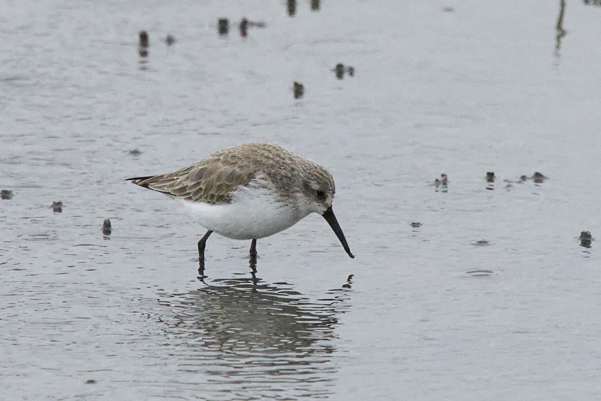 Western Sandpiper - ML646478494