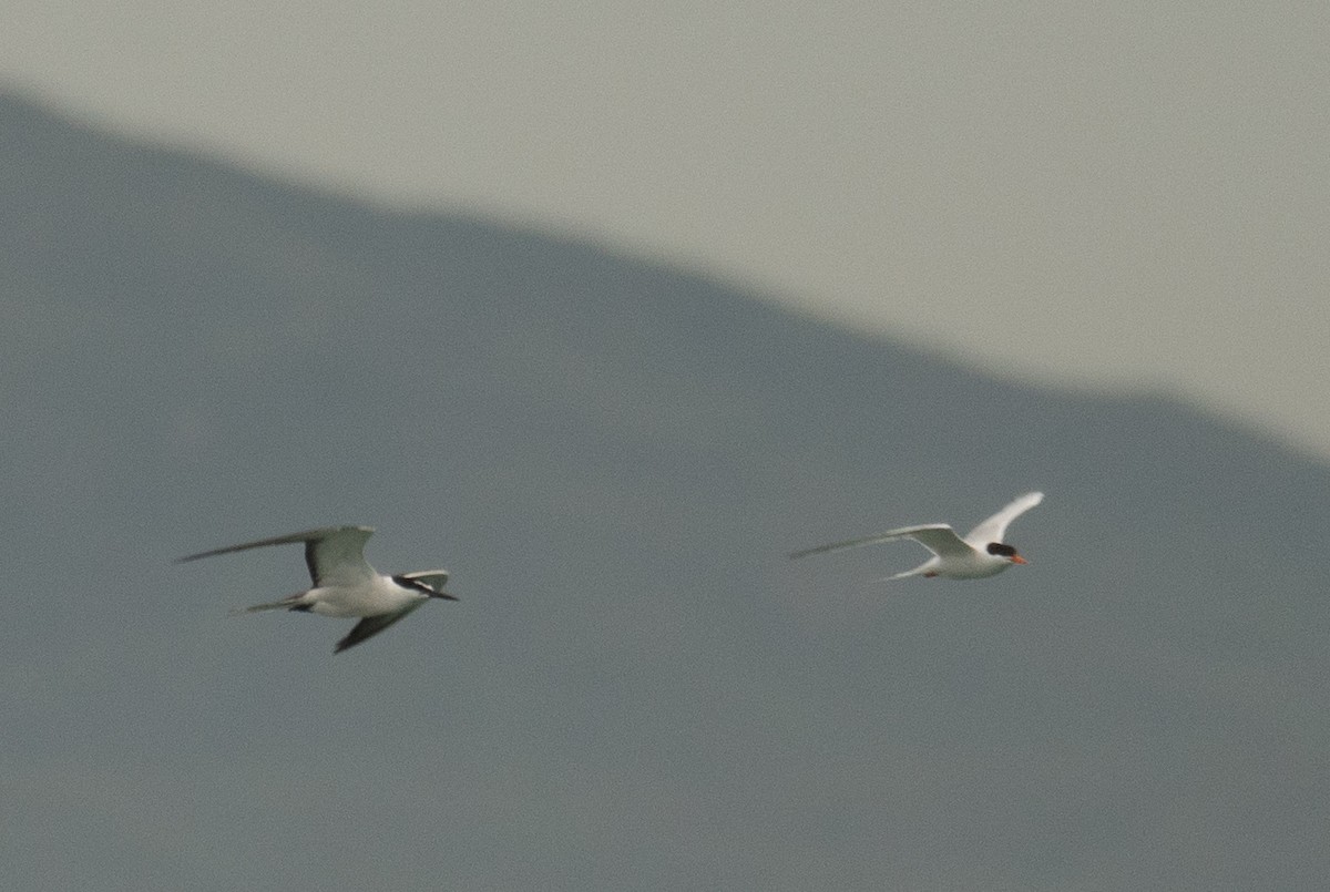 Bridled Tern - ML646478495