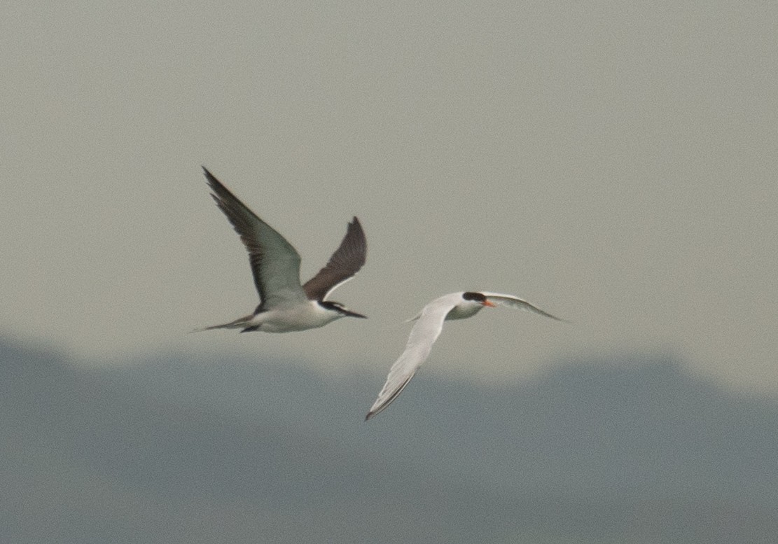 Bridled Tern - ML646478496